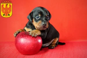 Mehr über den Artikel erfahren Zwergpinscher Züchter und Welpen in Potsdam