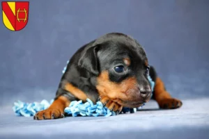 Mehr über den Artikel erfahren Zwergpinscher Züchter und Welpen in Rastatt