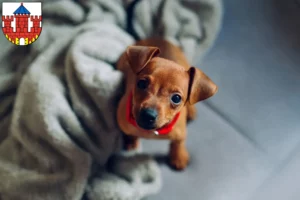 Mehr über den Artikel erfahren Zwergpinscher Züchter und Welpen in Ratzeburg