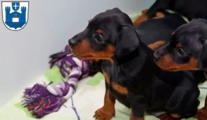 Mehr über den Artikel erfahren Zwergpinscher Züchter und Welpen in Ravensburg