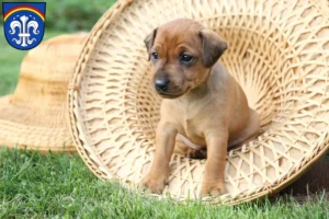 Mehr über den Artikel erfahren Zwergpinscher Züchter und Welpen in Regen (Stadt)