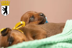 Mehr über den Artikel erfahren Zwergpinscher Züchter und Welpen in Reinickendorf