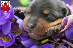 Mehr über den Artikel erfahren Zwergpinscher Züchter und Welpen in Rotenburg (Wümme)