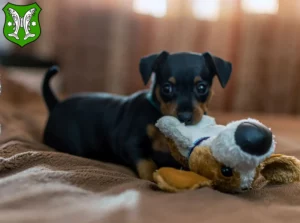 Mehr über den Artikel erfahren Zwergpinscher Züchter und Welpen in Saalfeld/Saale