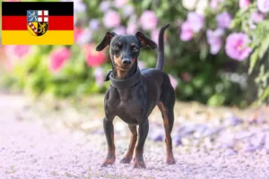 Mehr über den Artikel erfahren Zwergpinscher Züchter und Welpen im Saarland