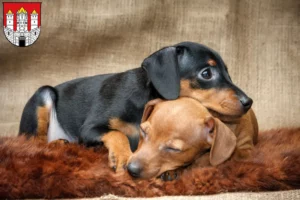 Mehr über den Artikel erfahren Zwergpinscher Züchter und Welpen in Salzburg