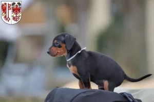 Mehr über den Artikel erfahren Zwergpinscher Züchter und Welpen in Salzwedel