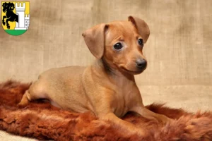 Mehr über den Artikel erfahren Zwergpinscher Züchter und Welpen in Schaffhausen