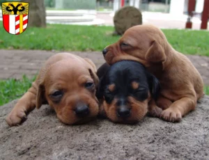 Mehr über den Artikel erfahren Zwergpinscher Züchter und Welpen in Schwaben