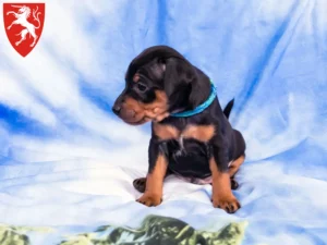 Mehr über den Artikel erfahren Zwergpinscher Züchter und Welpen in Schwäbisch Gmünd