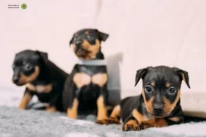 Mehr über den Artikel erfahren Zwergpinscher Züchter und Welpen im Schwarzwald