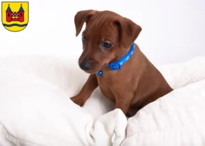 Mehr über den Artikel erfahren Zwergpinscher Züchter und Welpen in Schwelm