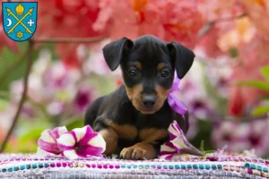 Mehr über den Artikel erfahren Zwergpinscher Züchter und Welpen in Seelow