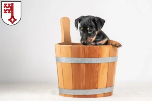 Mehr über den Artikel erfahren Zwergpinscher Züchter und Welpen in Soest