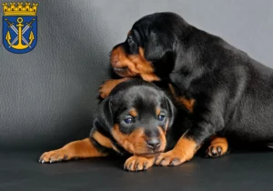 Mehr über den Artikel erfahren Zwergpinscher Züchter und Welpen in Solingen