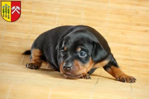 Mehr über den Artikel erfahren Zwergpinscher Züchter und Welpen in Sonthofen