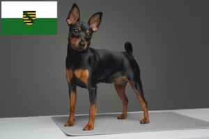 Mehr über den Artikel erfahren Zwergpinscher Züchter und Welpen in Sachsen