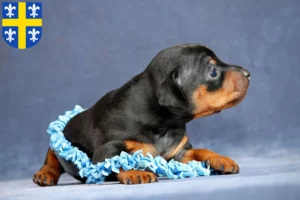 Mehr über den Artikel erfahren Zwergpinscher Züchter und Welpen in St. Wendel