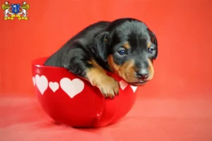 Mehr über den Artikel erfahren Zwergpinscher Züchter und Welpen in Stade