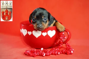 Mehr über den Artikel erfahren Zwergpinscher Züchter und Welpen in Stadthagen