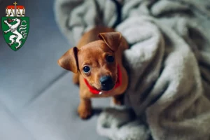 Mehr über den Artikel erfahren Zwergpinscher Züchter und Welpen in der Steiermark