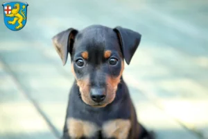 Mehr über den Artikel erfahren Zwergpinscher Züchter und Welpen in Taunusstein