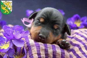 Mehr über den Artikel erfahren Zwergpinscher Züchter und Welpen in Thurgau