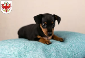 Mehr über den Artikel erfahren Zwergpinscher Züchter und Welpen in Tirol