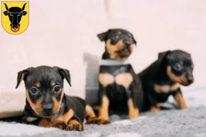 Mehr über den Artikel erfahren Zwergpinscher Züchter und Welpen in Uri