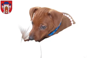 Mehr über den Artikel erfahren Zwergpinscher Züchter und Welpen in Vechta