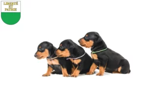 Mehr über den Artikel erfahren Zwergpinscher Züchter und Welpen in Waadt