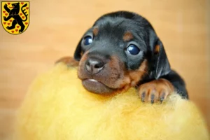 Mehr über den Artikel erfahren Zwergpinscher Züchter und Welpen in Weimar
