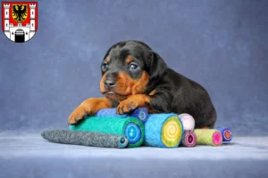 Mehr über den Artikel erfahren Zwergpinscher Züchter und Welpen in Weißenburg in Bayern