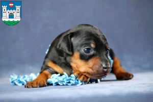 Mehr über den Artikel erfahren Zwergpinscher Züchter und Welpen in Wels