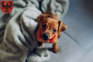 Mehr über den Artikel erfahren Zwergpinscher Züchter und Welpen in Wetzlar