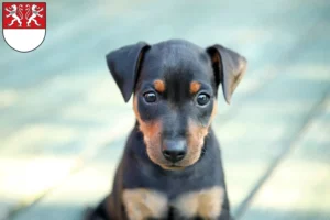 Mehr über den Artikel erfahren Zwergpinscher Züchter und Welpen in Witten