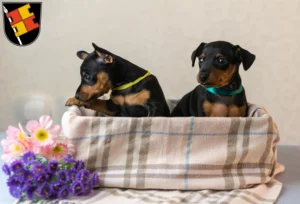 Mehr über den Artikel erfahren Zwergpinscher Züchter und Welpen in Würzburg