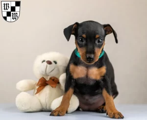 Mehr über den Artikel erfahren Zwergpinscher Züchter und Welpen in Wunsiedel