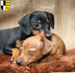 Mehr über den Artikel erfahren Zwergpinscher Züchter und Welpen im Zollernalbkreis