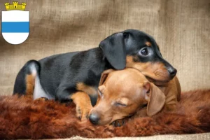 Mehr über den Artikel erfahren Zwergpinscher Züchter und Welpen in Zug
