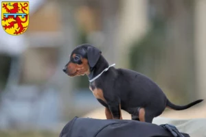 Mehr über den Artikel erfahren Zwergpinscher Züchter und Welpen in Zweibrücken
