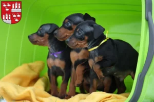 Mehr über den Artikel erfahren Zwergpinscher Züchter und Welpen in Zwickau