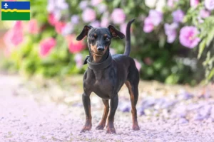 Mehr über den Artikel erfahren Zwergpinscher Züchter und Welpen in Flevoland