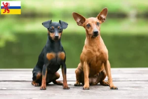 Mehr über den Artikel erfahren Zwergpinscher Züchter und Welpen in Limburg
