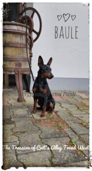 Miniaturansicht für das Anzeigenbild