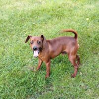 Browny - Zwergpinscher - geb. Mai 2023