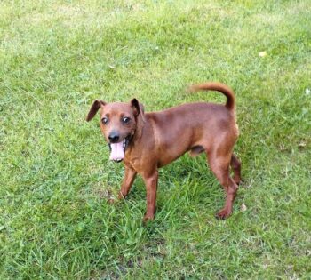 Browny - Zwergpinscher - geb. Mai 2023