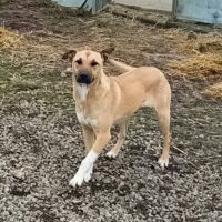 Leela sucht ein Zuhause