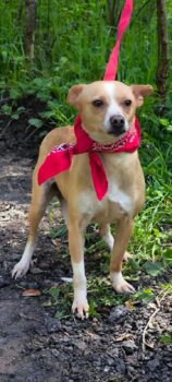 AMELIE, 4 J. altes, sanftes Hundemädchen, 40 cm, ruhig und liebevoll, toll mit Kindern, Katzen, Hund