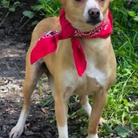 AMELIE, 4 J. altes, sanftes Hundemädchen, 40 cm, ruhig und liebevoll, toll mit Kindern, Katzen, Hund